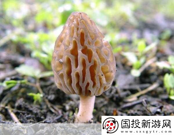 老牛嫩草一二三產品區(qū)別蘑菇視頻