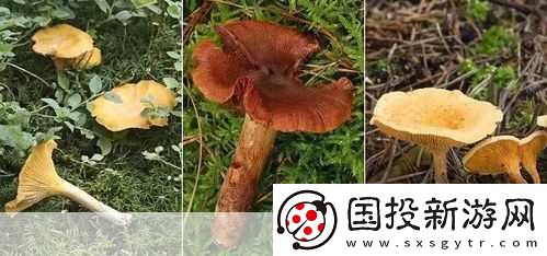 老牛嫩草一二三產(chǎn)品區(qū)別蘑菇視頻：1.-老牛嫩草：揭秘蘑菇視頻的獨(dú)特風(fēng)味與營(yíng)養(yǎng)